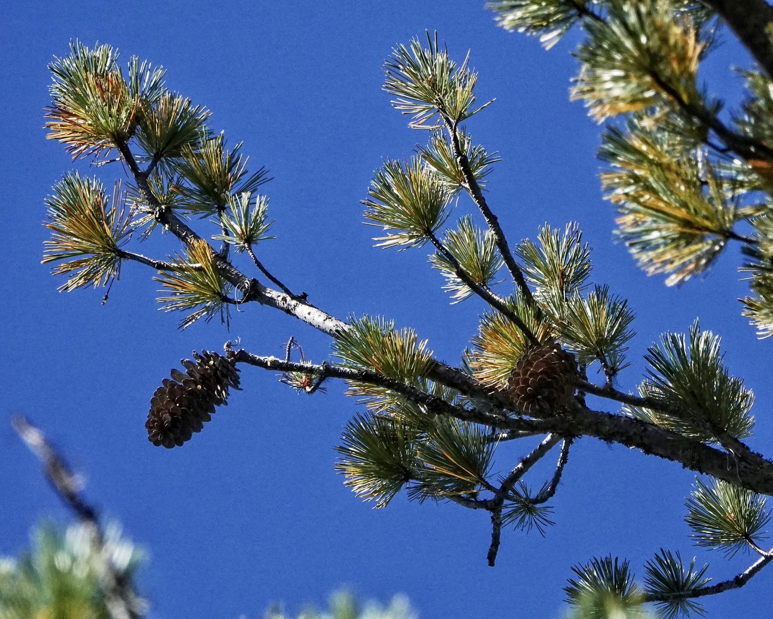 Pinus monticola (Western White Pine) 10,000 Things of the Pacific