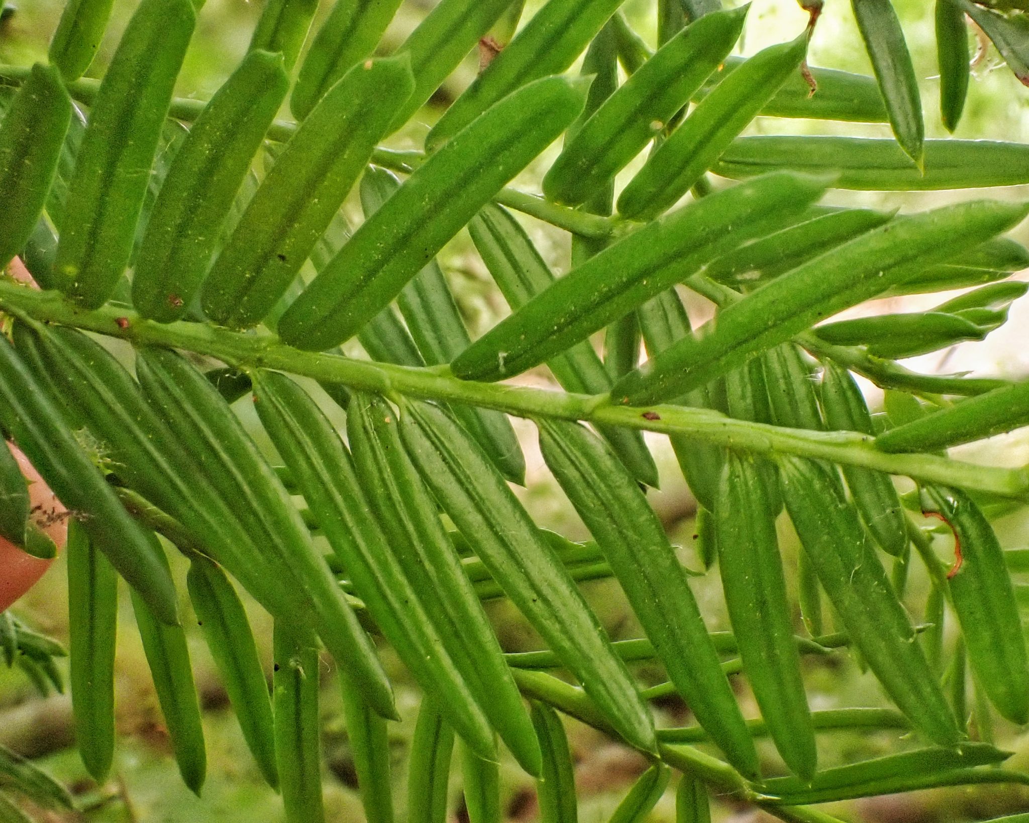 Taxus brevifolia (Pacific Yew) 10,000 Things of the Pacific Northwest