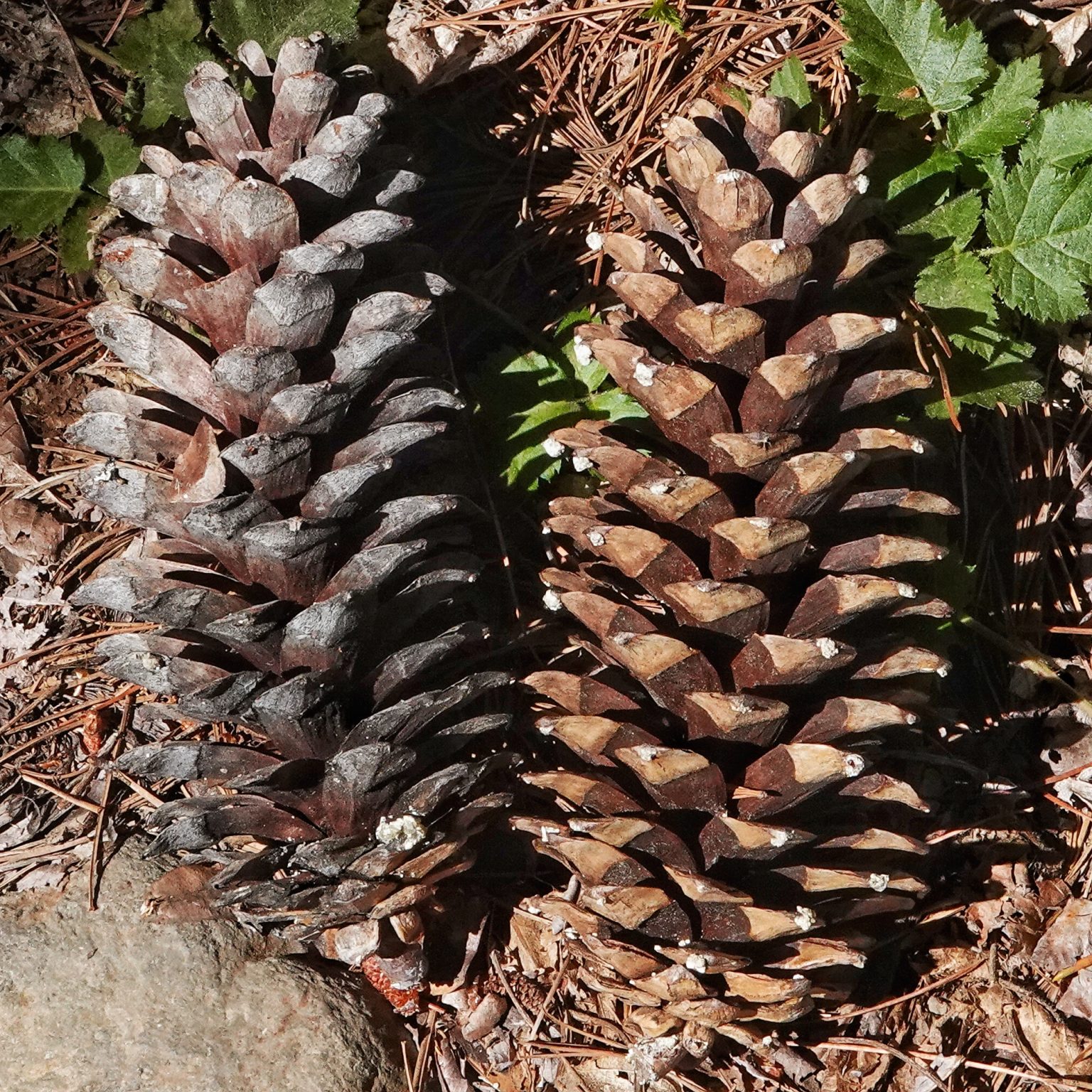 Pinus monticola (Western White Pine) 10,000 Things of the Pacific