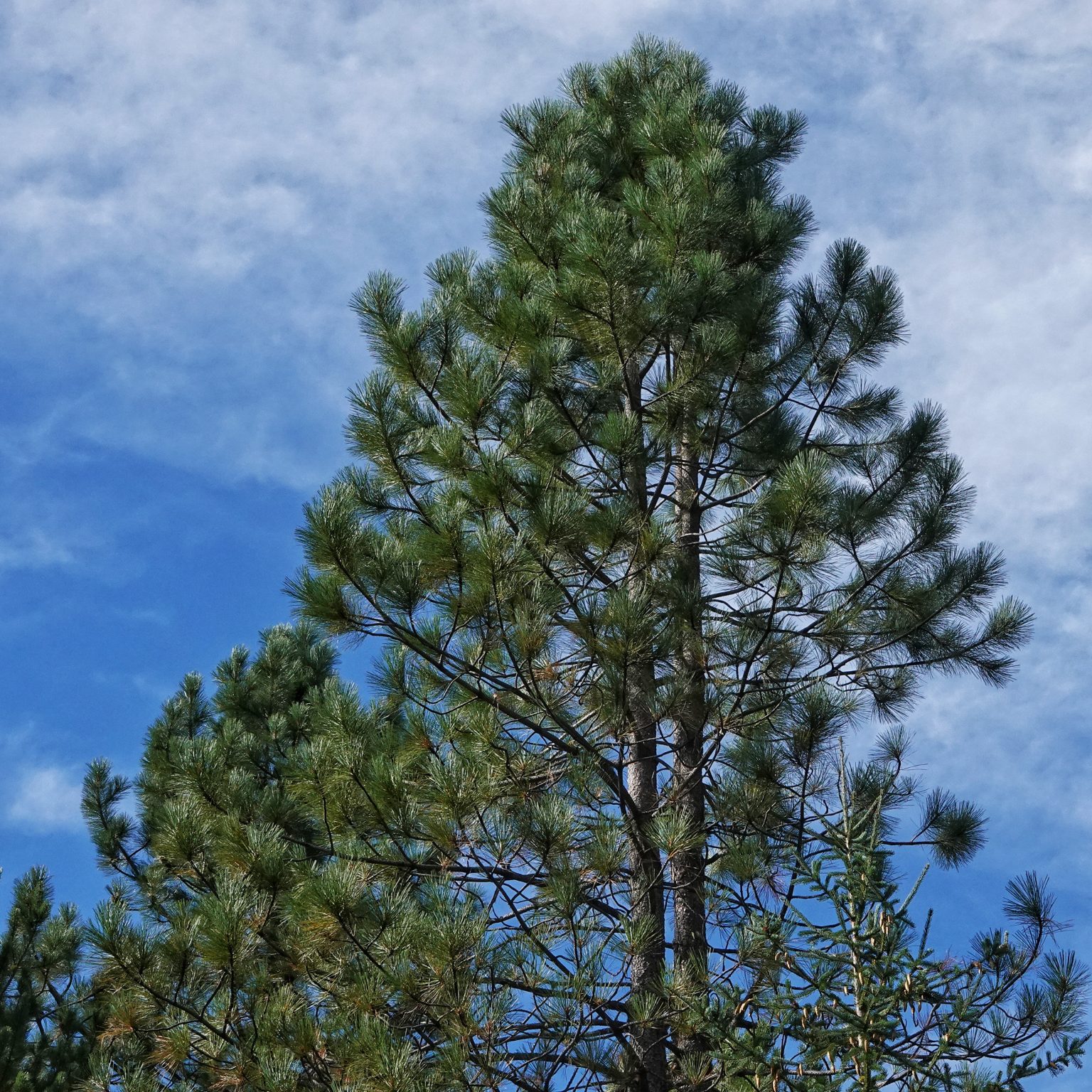 Ponderosa Pine