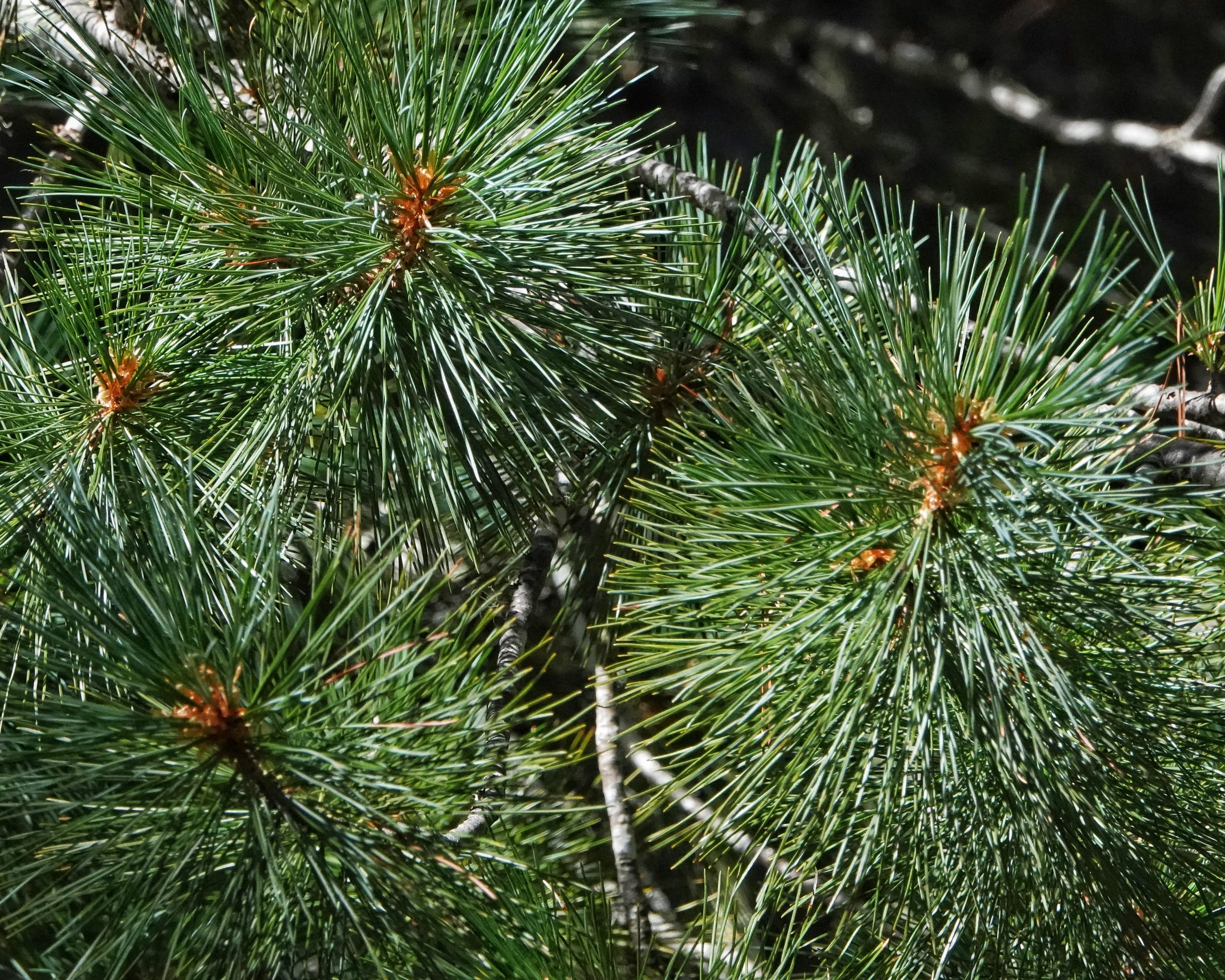 Western white pine (Pinus monticola) Flower, Leaf, Care, Uses - PictureThis