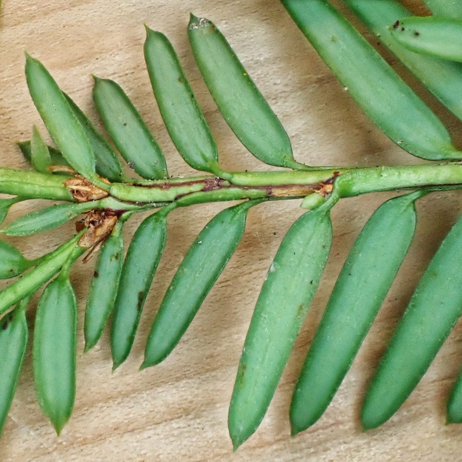 Taxus brevifolia (Pacific Yew) 10,000 Things of the Pacific Northwest