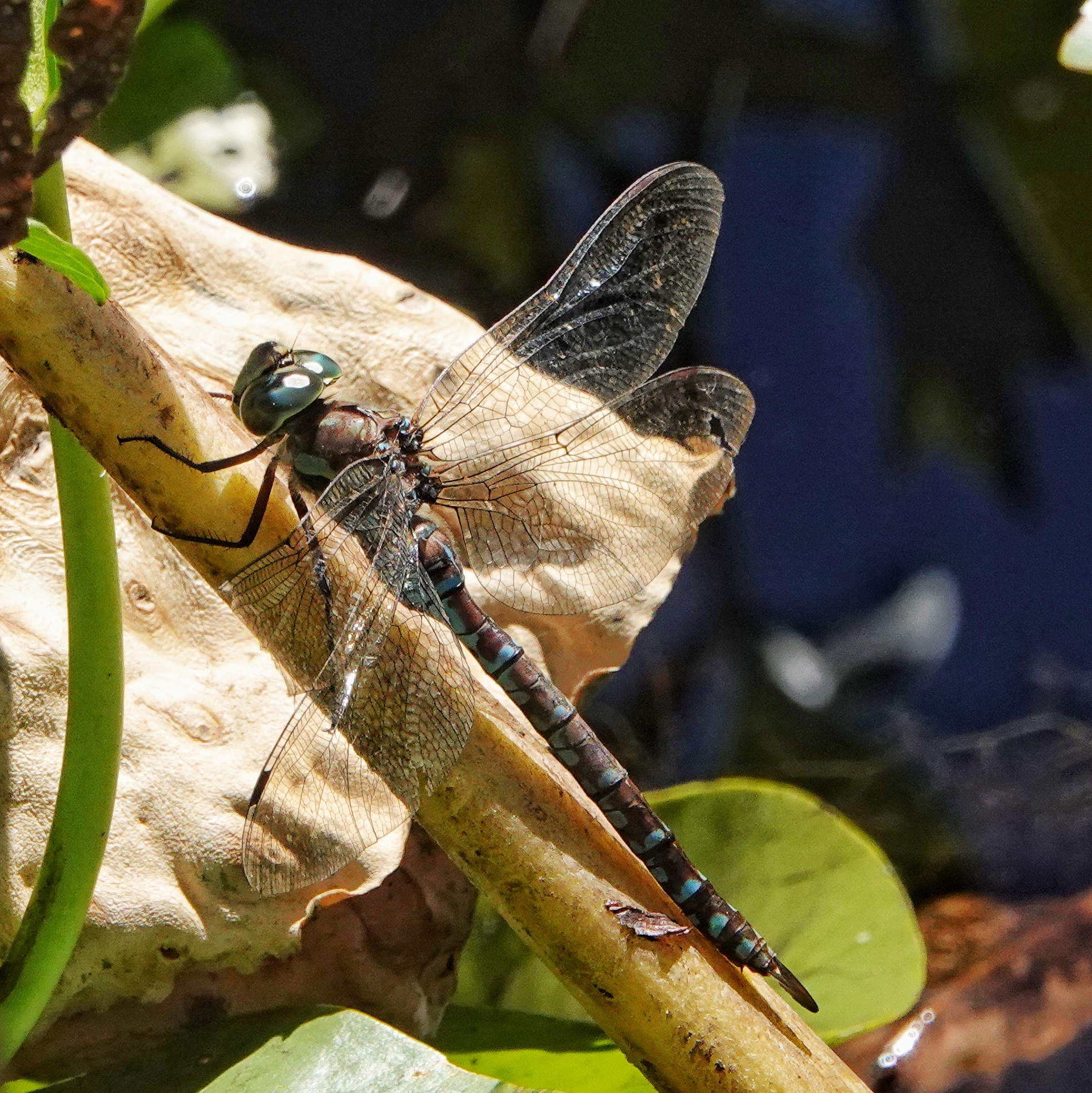 Aeshna canadensis (Canada Darner) 10,000 Things of the Pacific Northwest