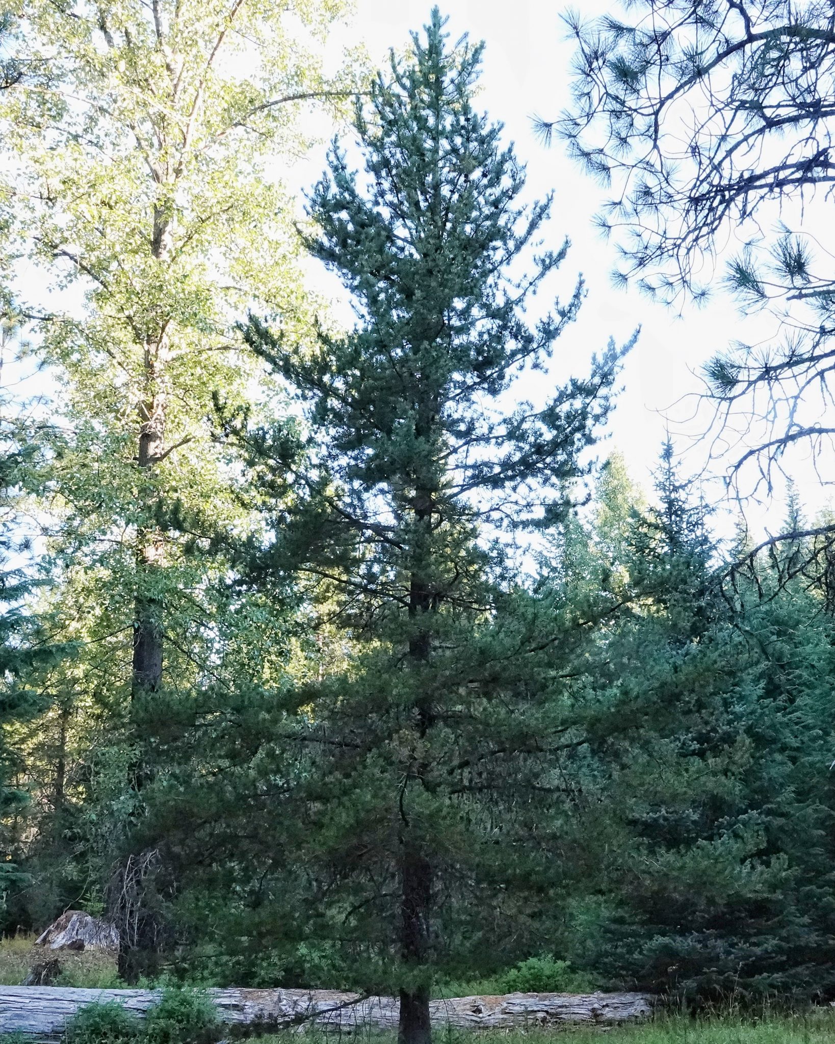 Pinus contorta (Lodgepole Pine) 10,000 Things of the Pacific Northwest
