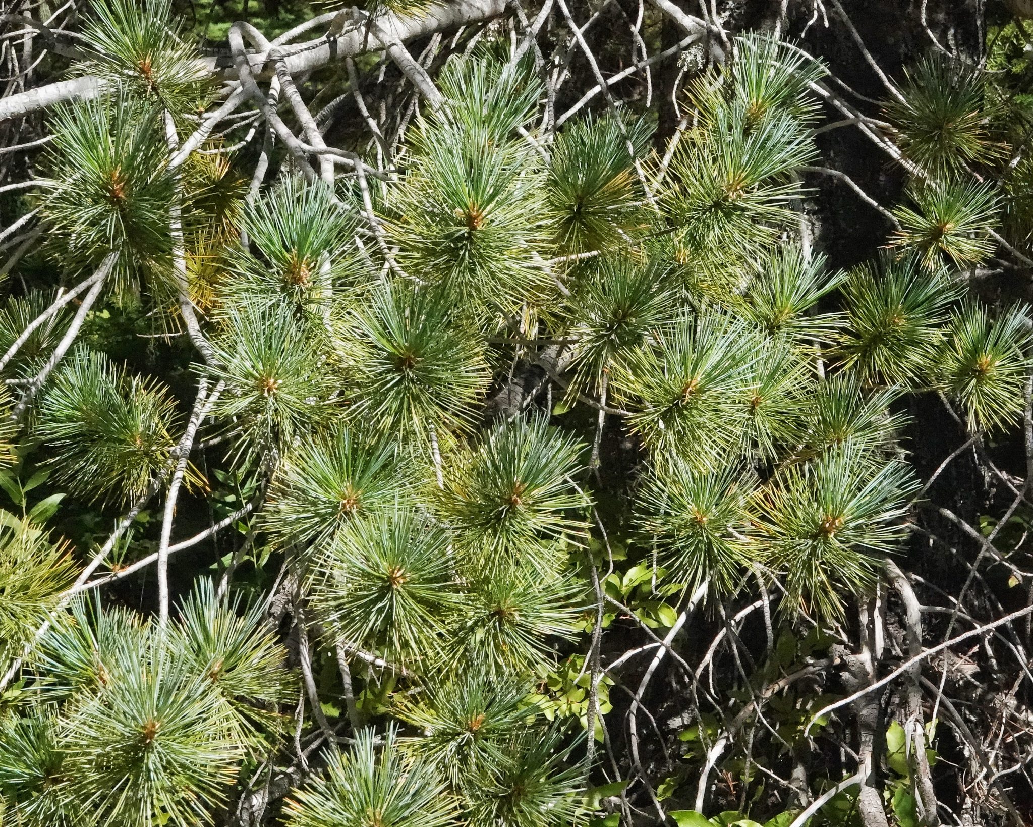 Pinus monticola (Western White Pine) 10,000 Things of the Pacific