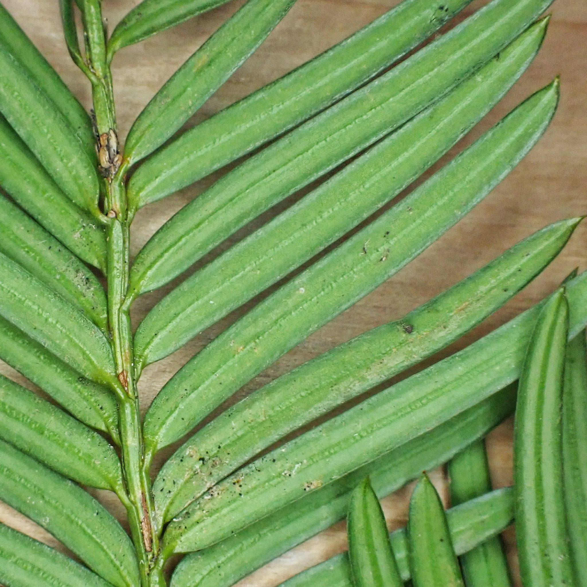 Taxus brevifolia (Pacific Yew) 10,000 Things of the Pacific Northwest
