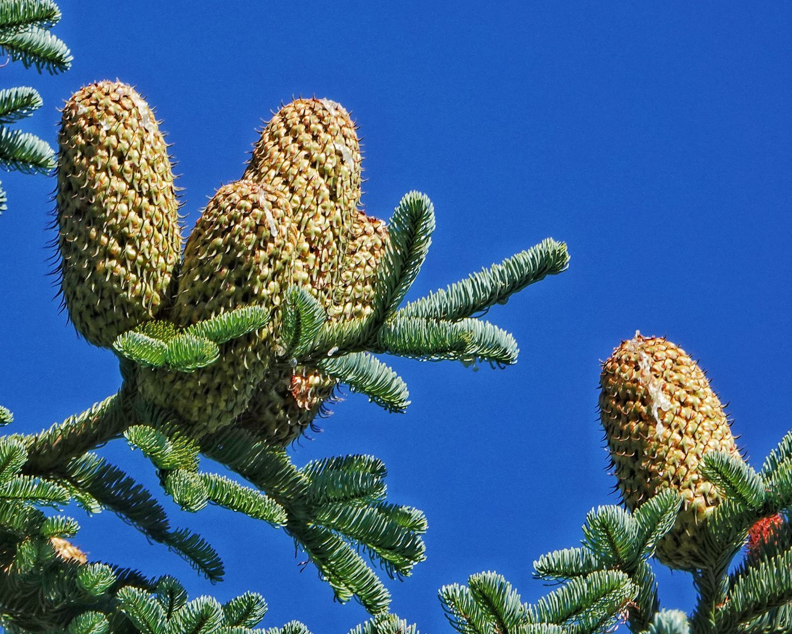 Abies procera (Noble Fir) – 10,000 Things of the Pacific Northwest