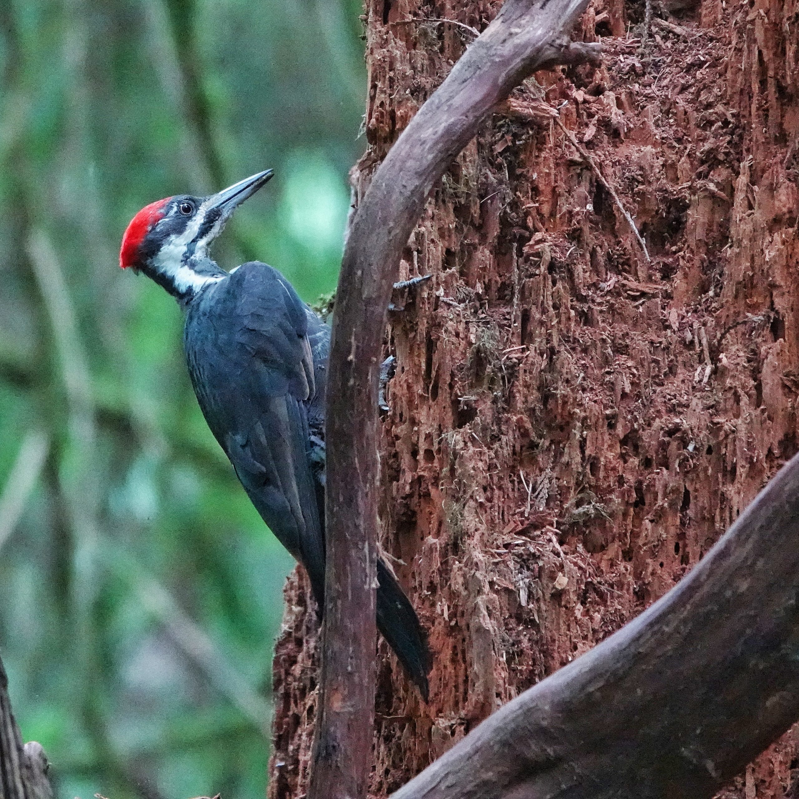Pileated Woodpecker Dryocopus Pileatus 10000 Things Of The Pacific Northwest 