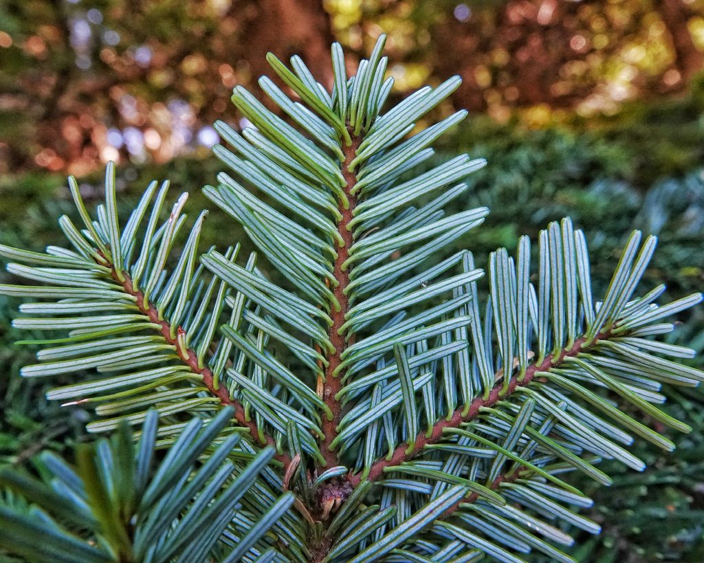 Fir Tree With Long Needles At Sherry Powers Blog