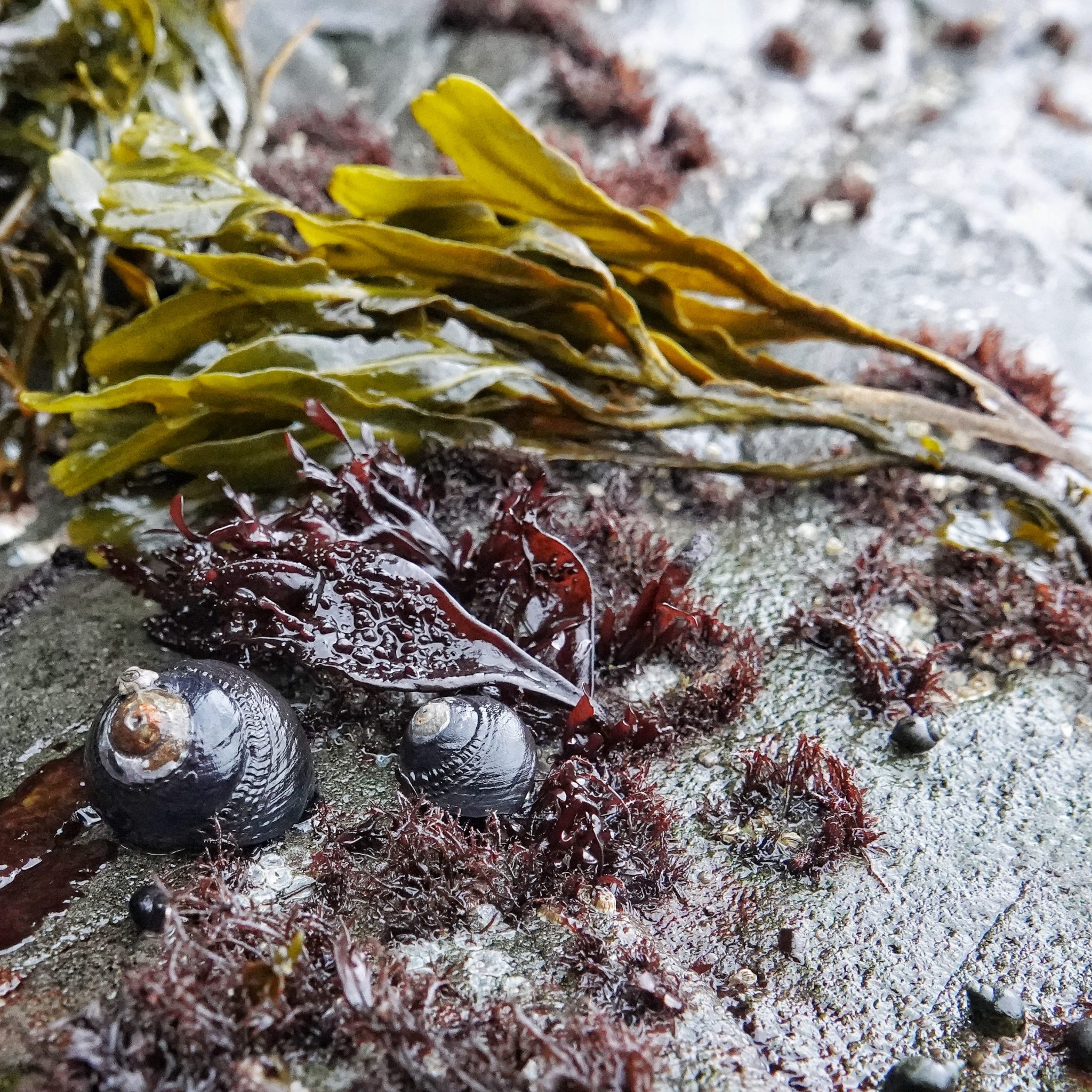 Tegula funebralis (Black Turban Snail) 10,000 Things of the Pacific