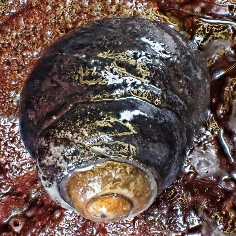 Tegula funebralis (Black Turban Snail) 10,000 Things of the Pacific