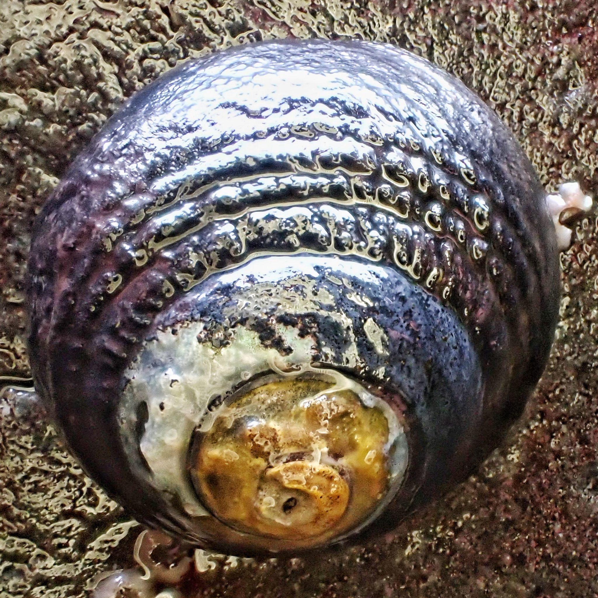 Tegula funebralis (Black Turban Snail) 10,000 Things of the Pacific