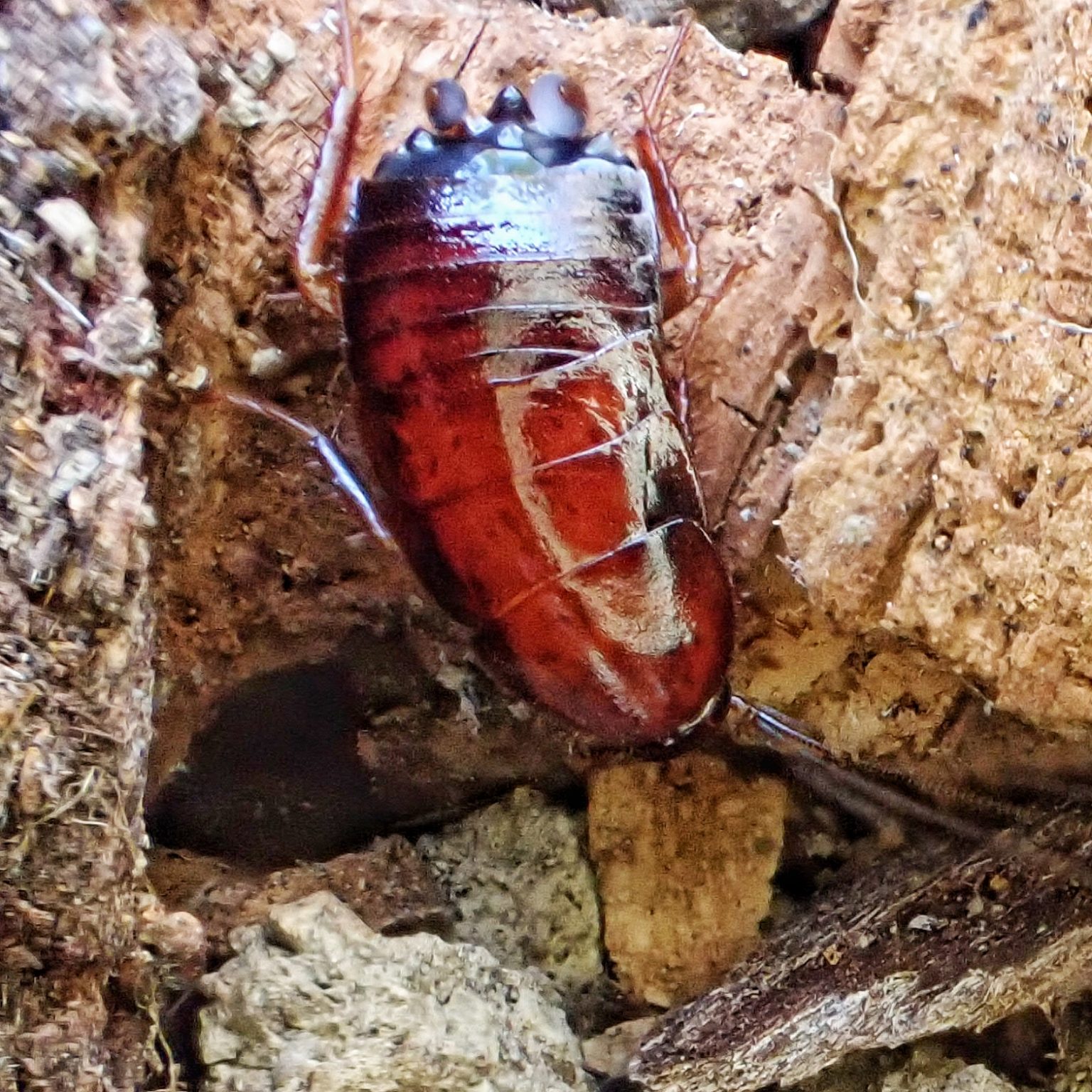 Parcoblatta americana (Western Wood Cockroach) 10,000 Things of the