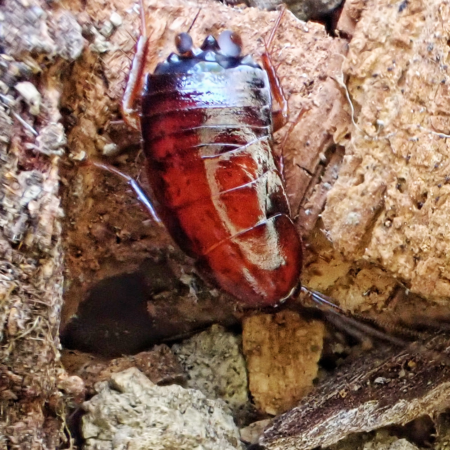 Parcoblatta americana (Western Wood Cockroach) 10,000 Things of the