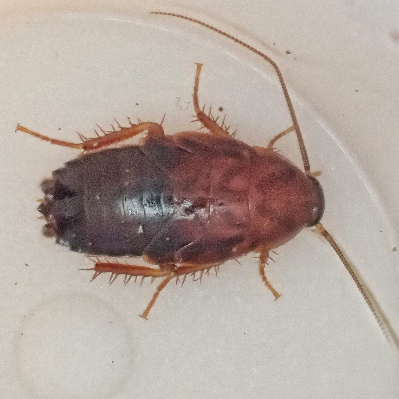 Parcoblatta americana (Western Wood Cockroach) 10,000 Things of the Pacific Northwest