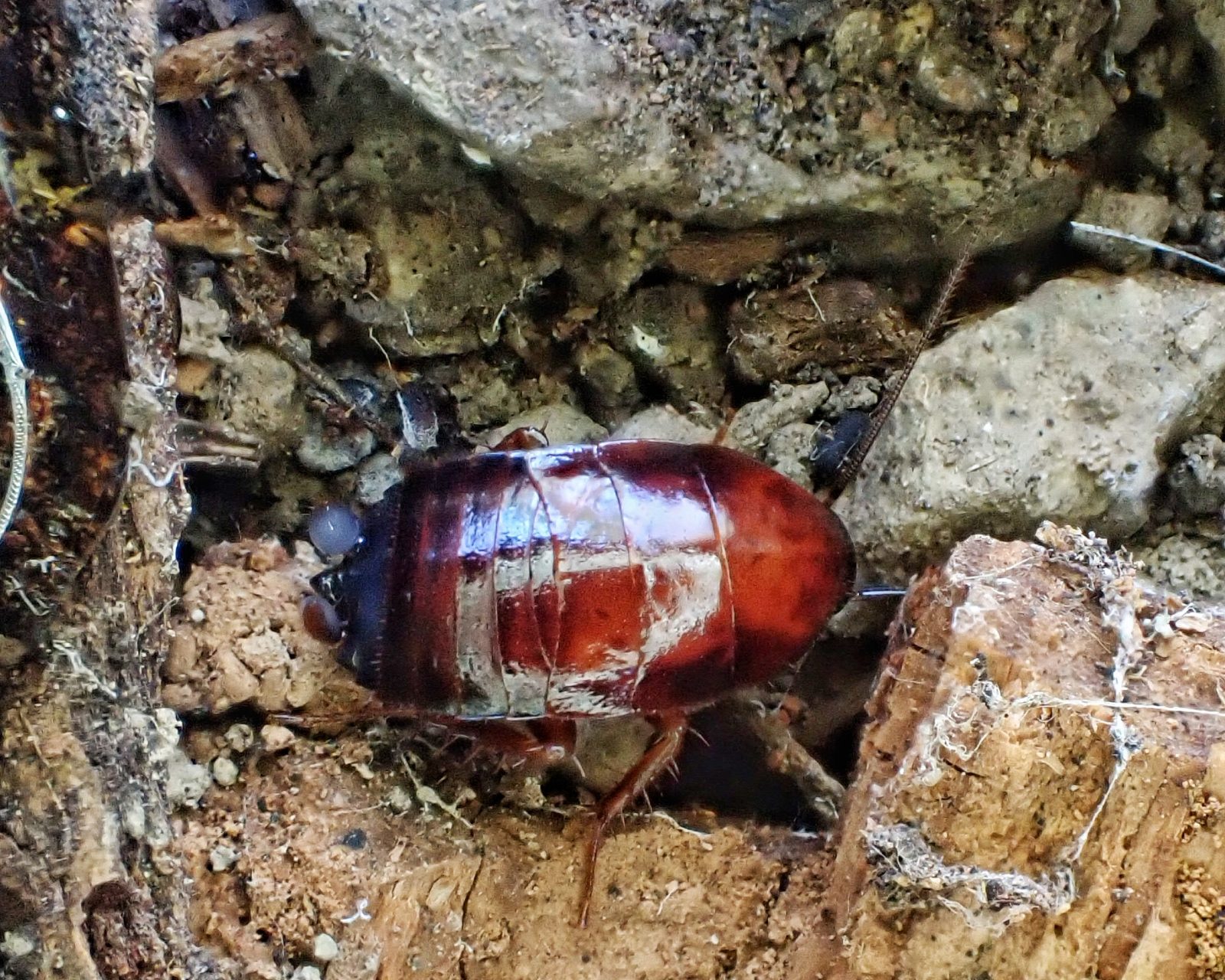 Parcoblatta americana (Western Wood Cockroach) 10,000 Things of the Pacific Northwest