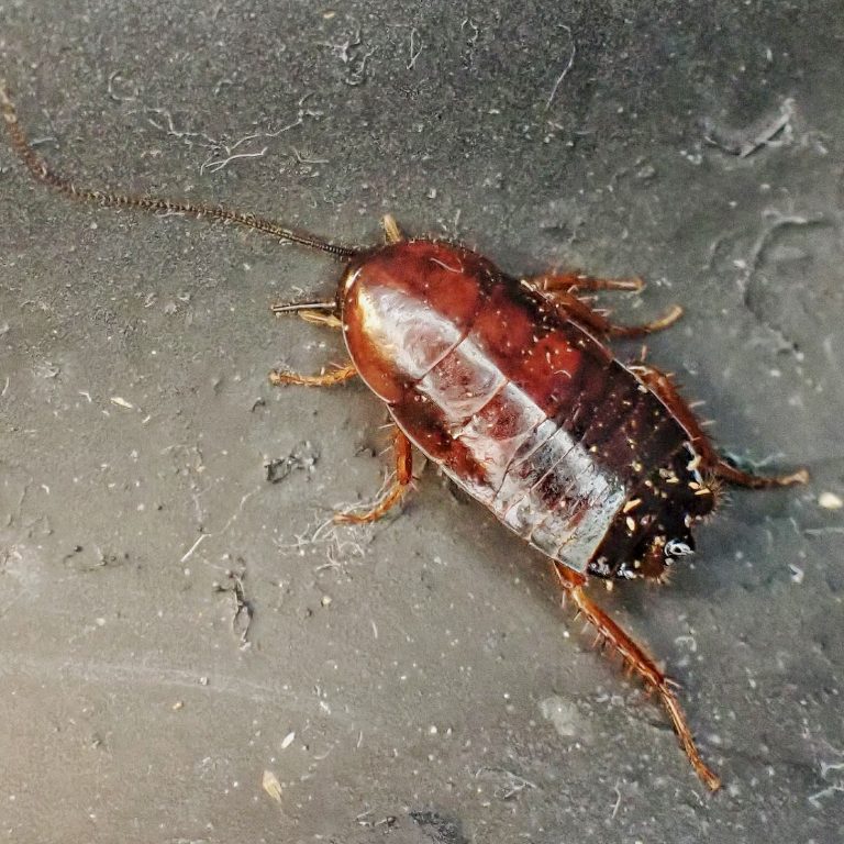 Parcoblatta americana (Western Wood Cockroach) 10,000 Things of the