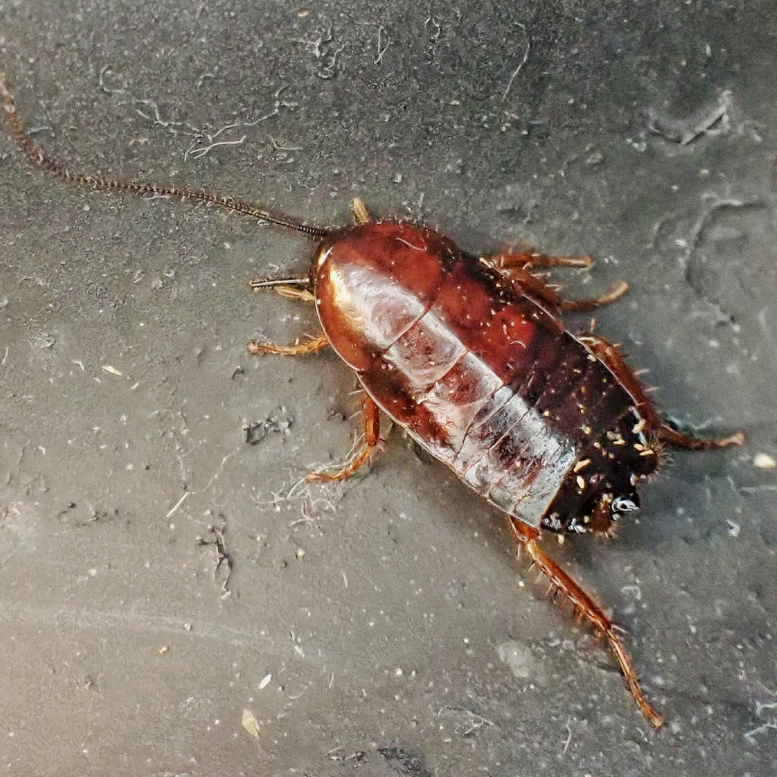 Parcoblatta americana (Western Wood Cockroach) 10,000 Things of the