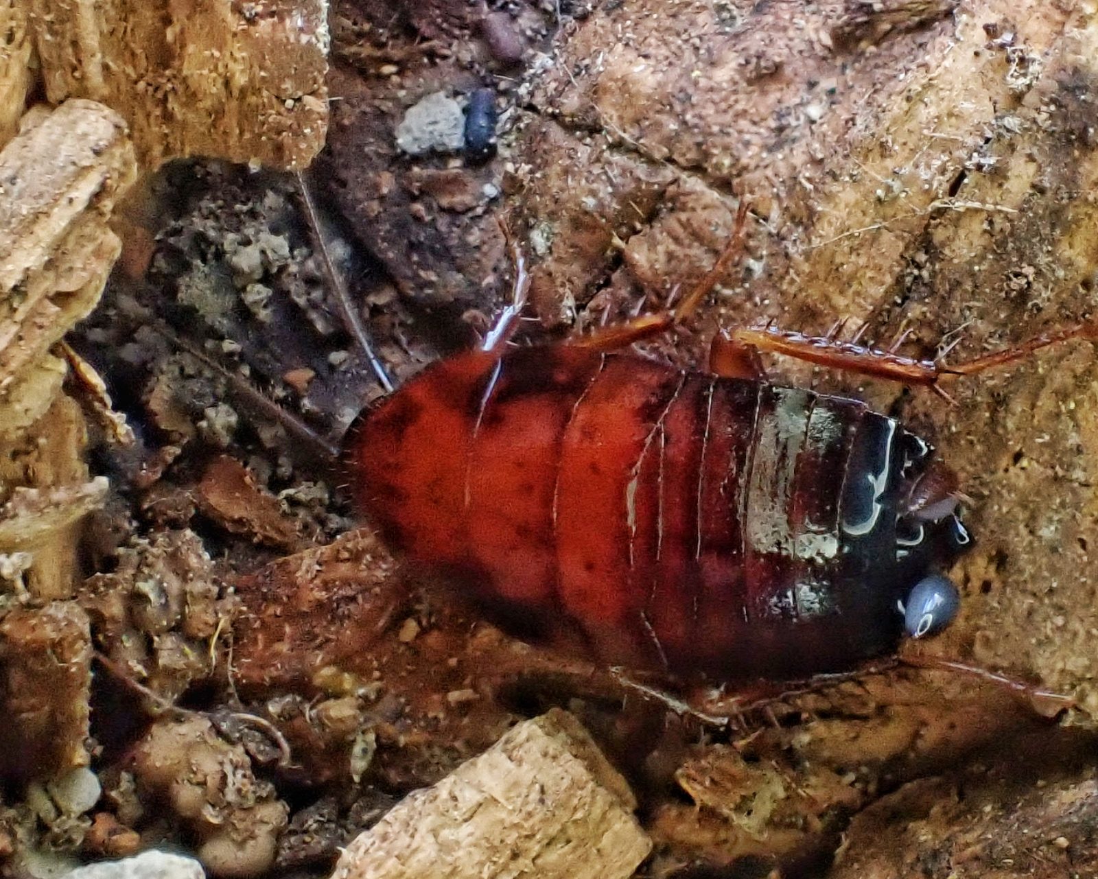 Parcoblatta americana (Western Wood Cockroach) 10,000 Things of the
