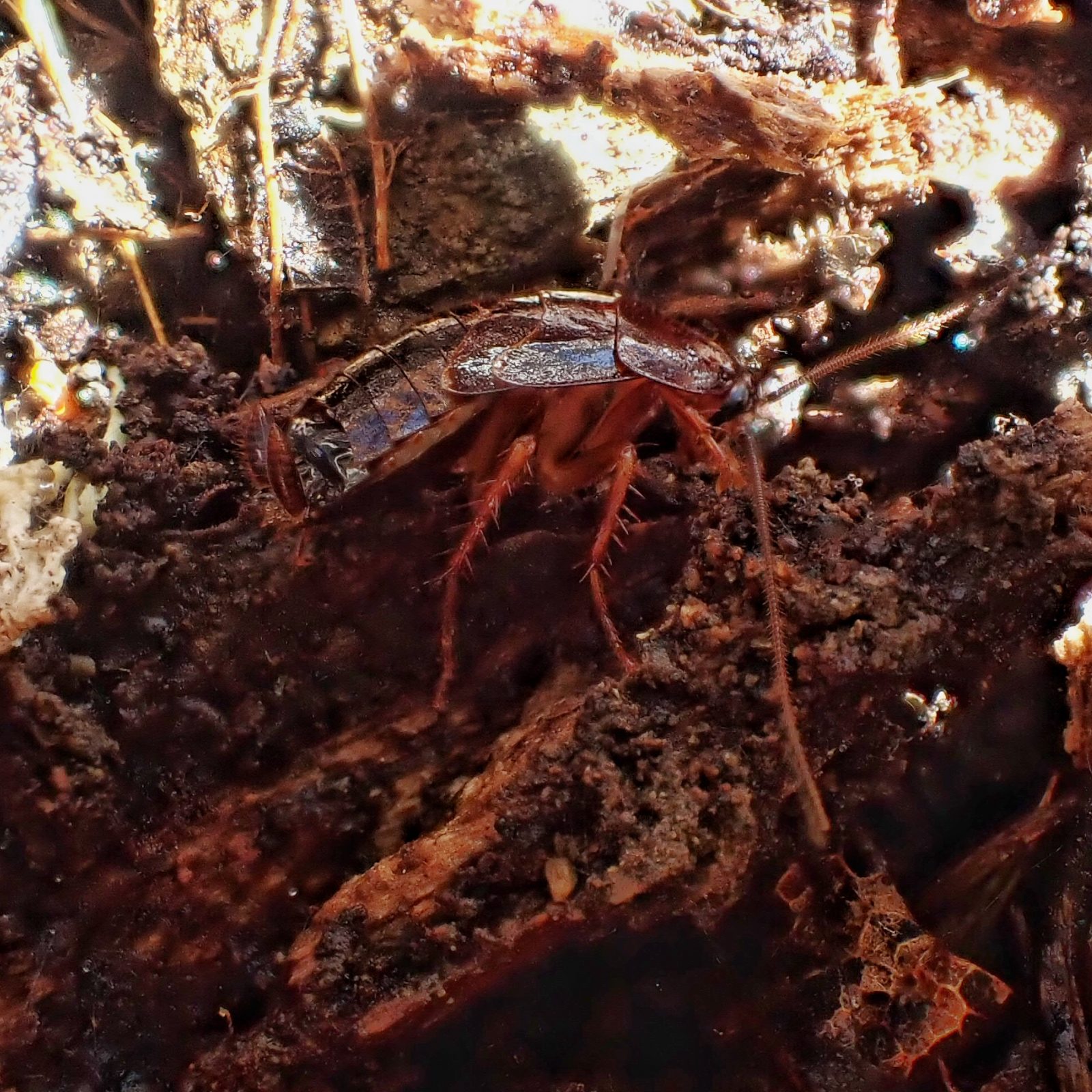 Parcoblatta americana (Western Wood Cockroach) 10,000 Things of the Pacific Northwest