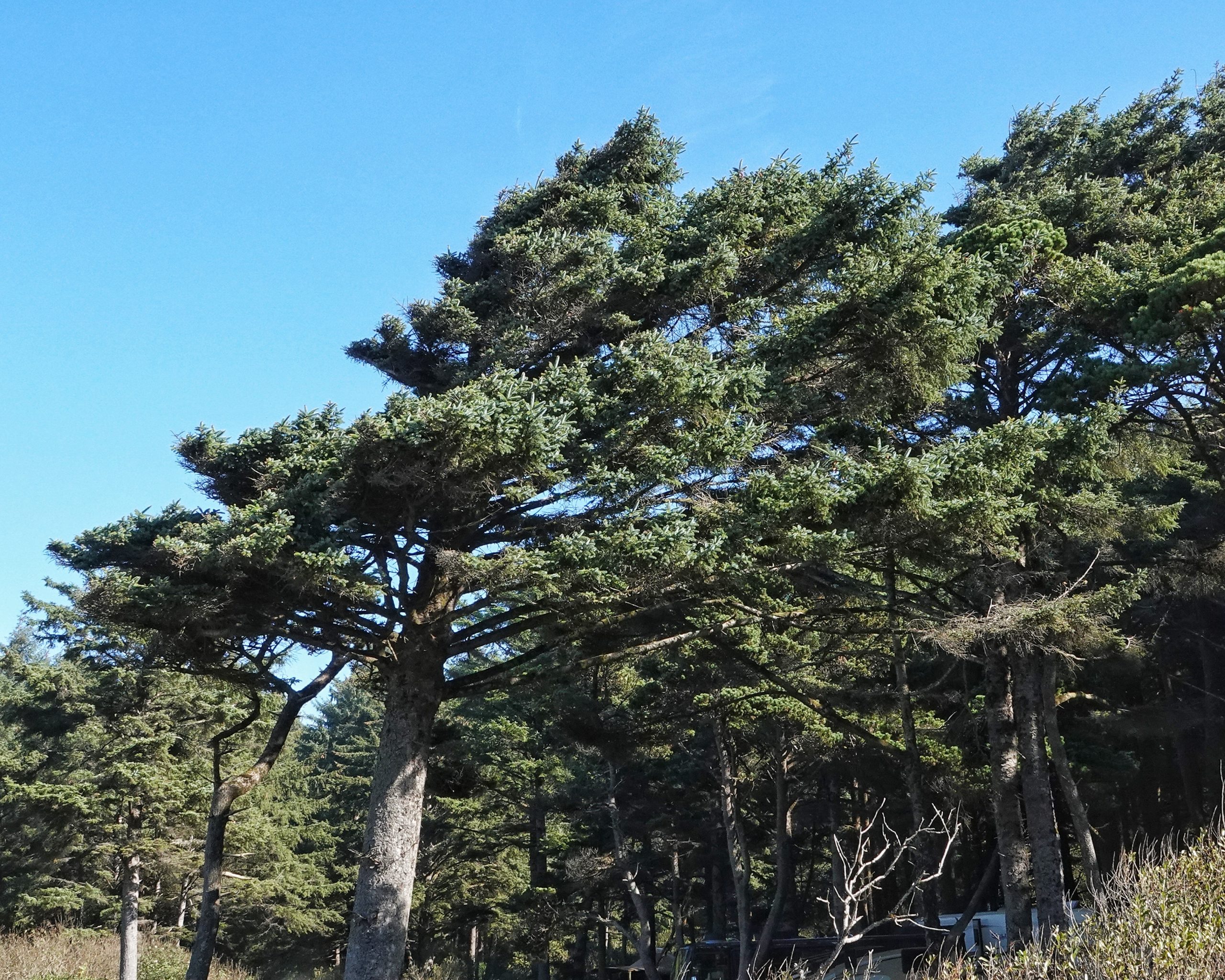 【 sykia 】Rainy Day Branches Pierce Picea sitchensis (Sitka Spruce) – 10,000 Things of the