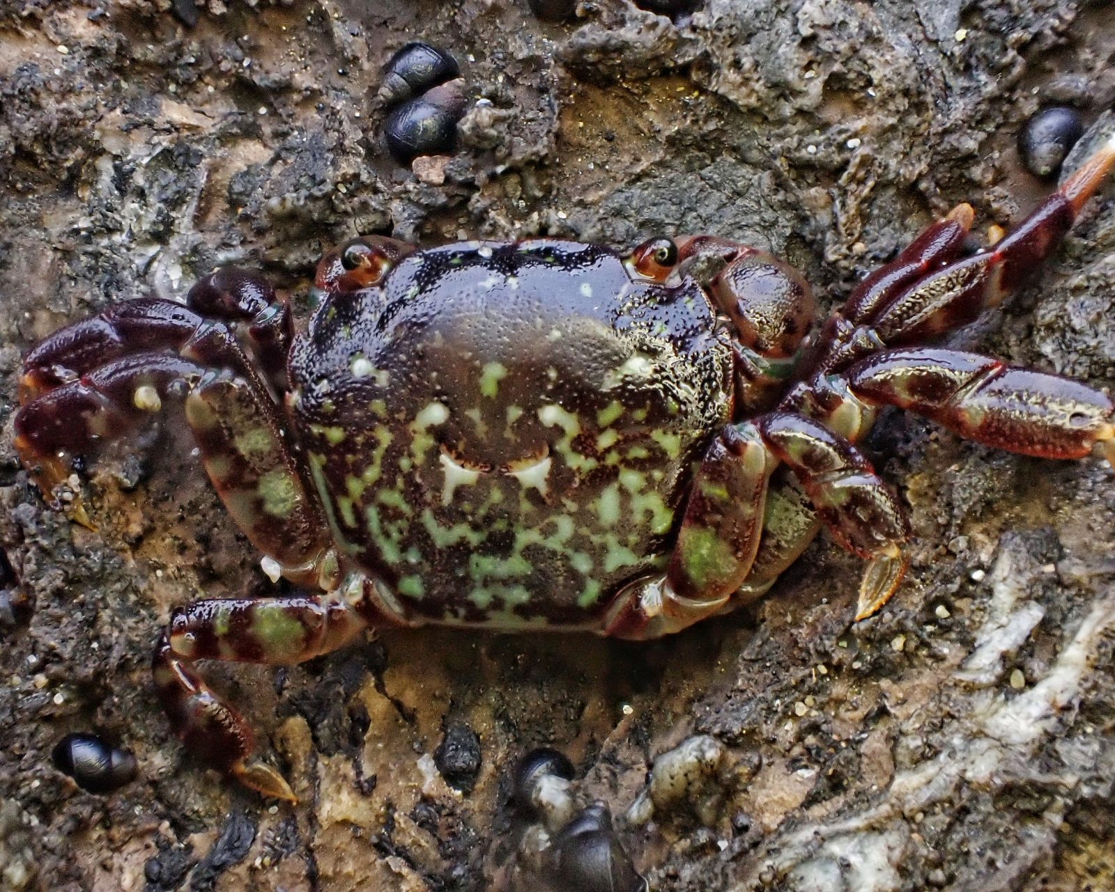 Hemigrapsus nudus (Purple Shore Crab) – 10,000 Things of the Pacific  Northwest