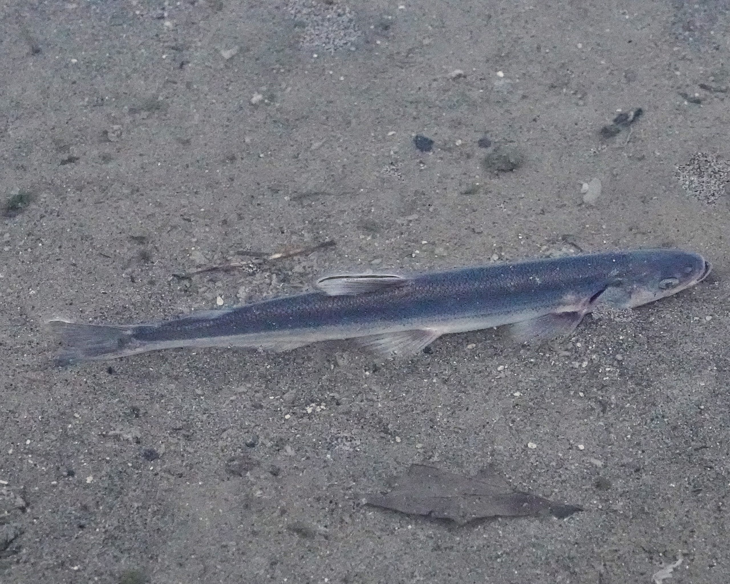 Sardine biology  Washington Department of Fish & Wildlife