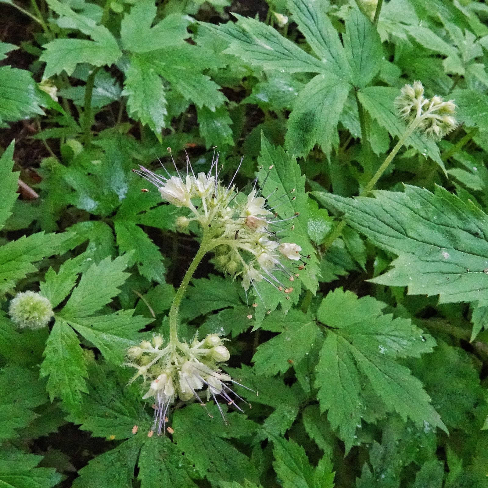 Hydrophyllum tenuipes (Pacific waterleaf) 10,000 Things of the