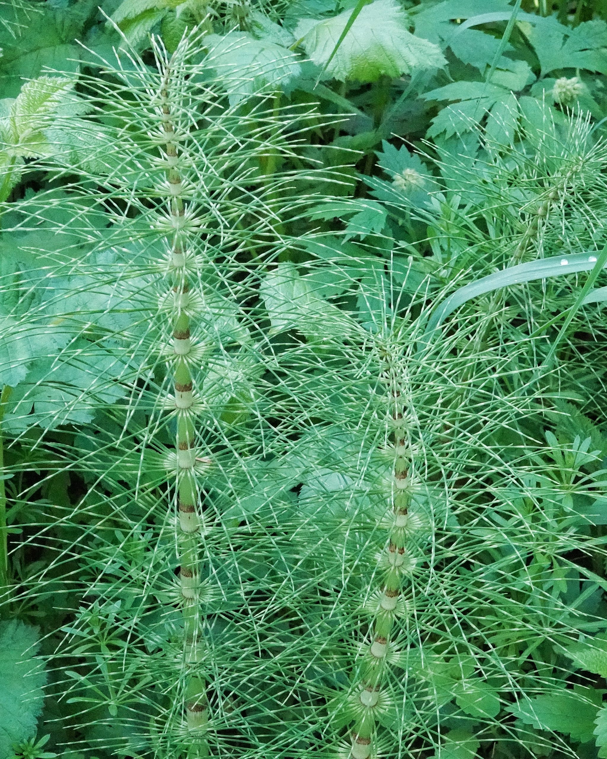 Equisetum telmateia (Giant Horsetail) 10,000 Things of the Pacific