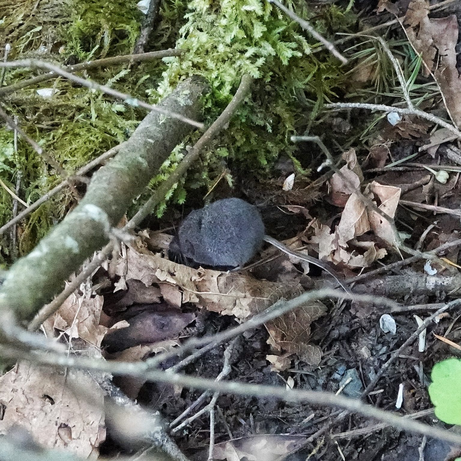 Sorex trowbridgii (Trowbridge’s shrew) 10,000 Things of the Pacific
