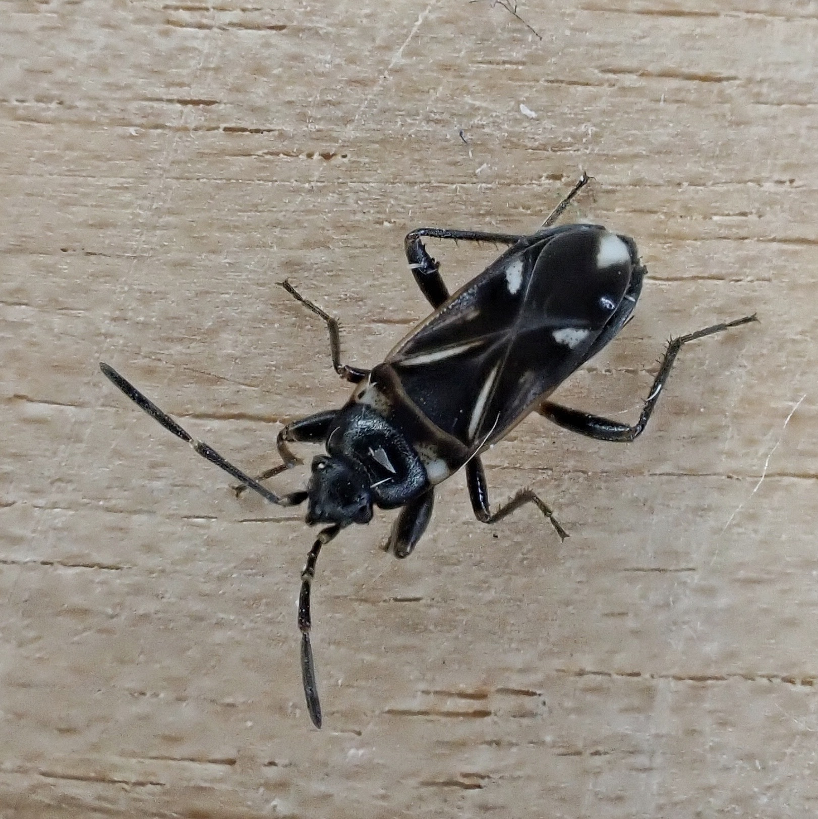 Black Bug Silver Chorus コーラス Raglius alboacuminatus – 10,000 Things of the Pacific Northwest