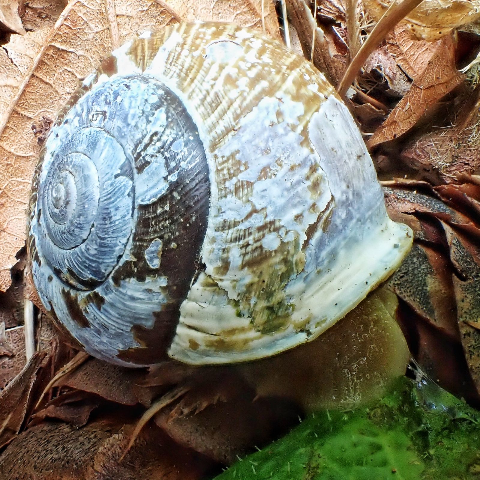 Allogona townsendiana (Oregon Forest Snail) 10,000 Things of the