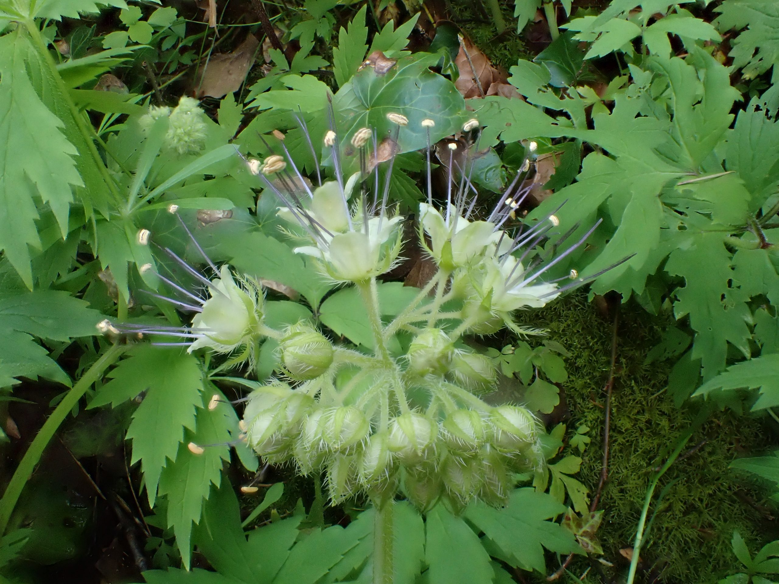 Hydrophyllum tenuipes (Pacific waterleaf) 10,000 Things of the
