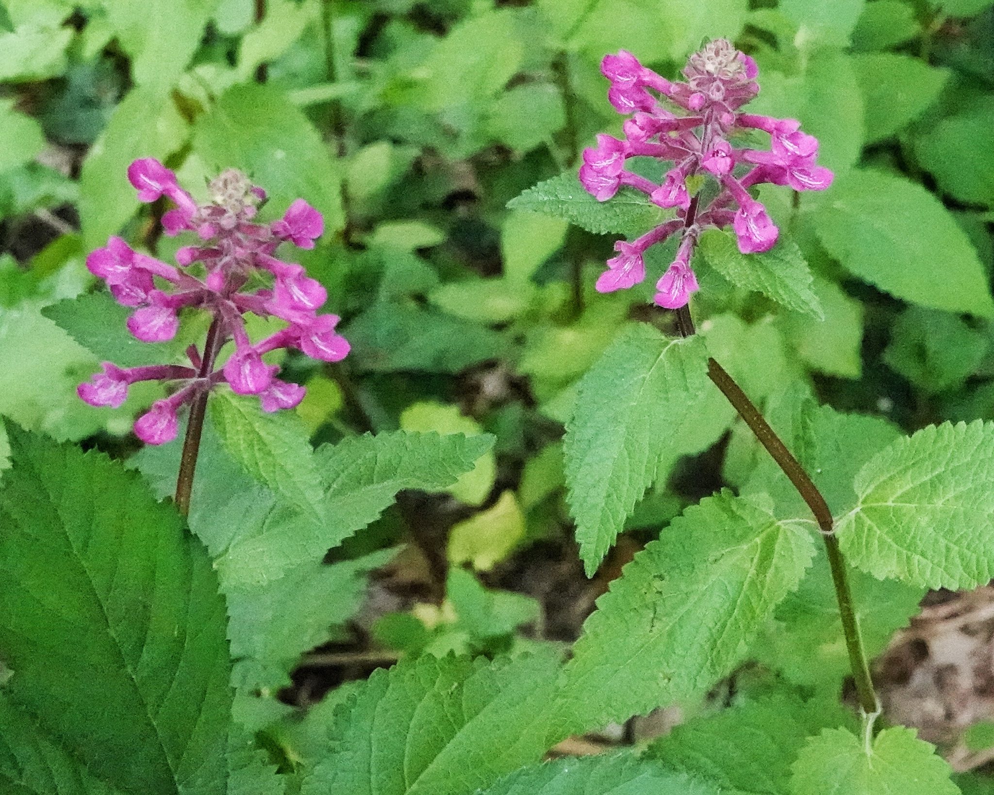 Stachys cooleyae 10,000 Things of the Pacific Northwest