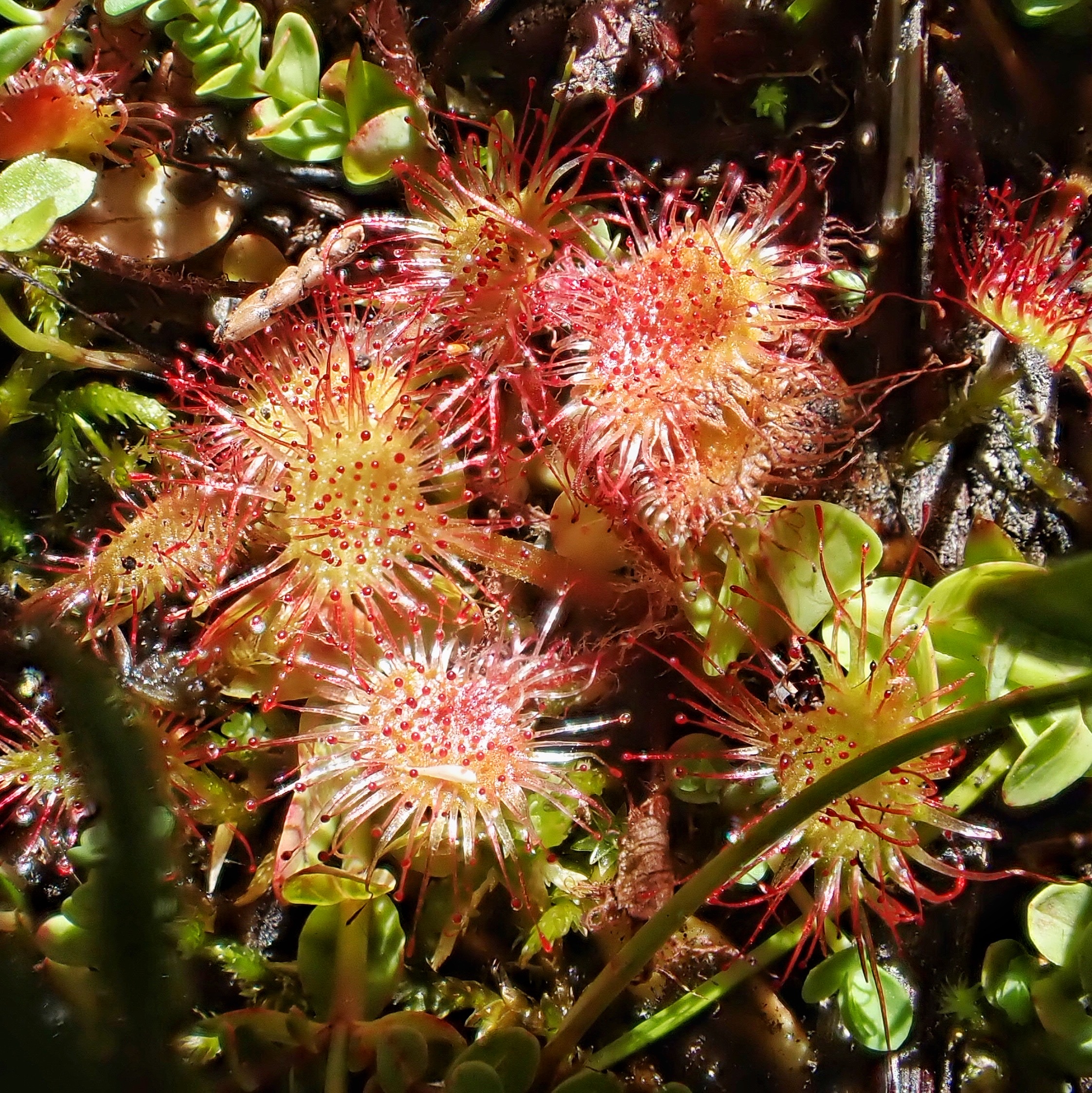 Drosera rotundifolia (Roundleaf Sundew)  10,000 Things of the Pacific  Northwest