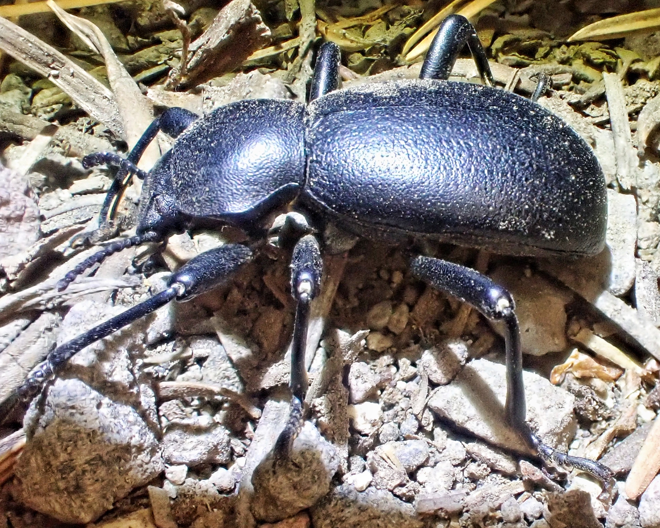Coelocnemis dilaticollis (California Broadnecked Darkling Beetle