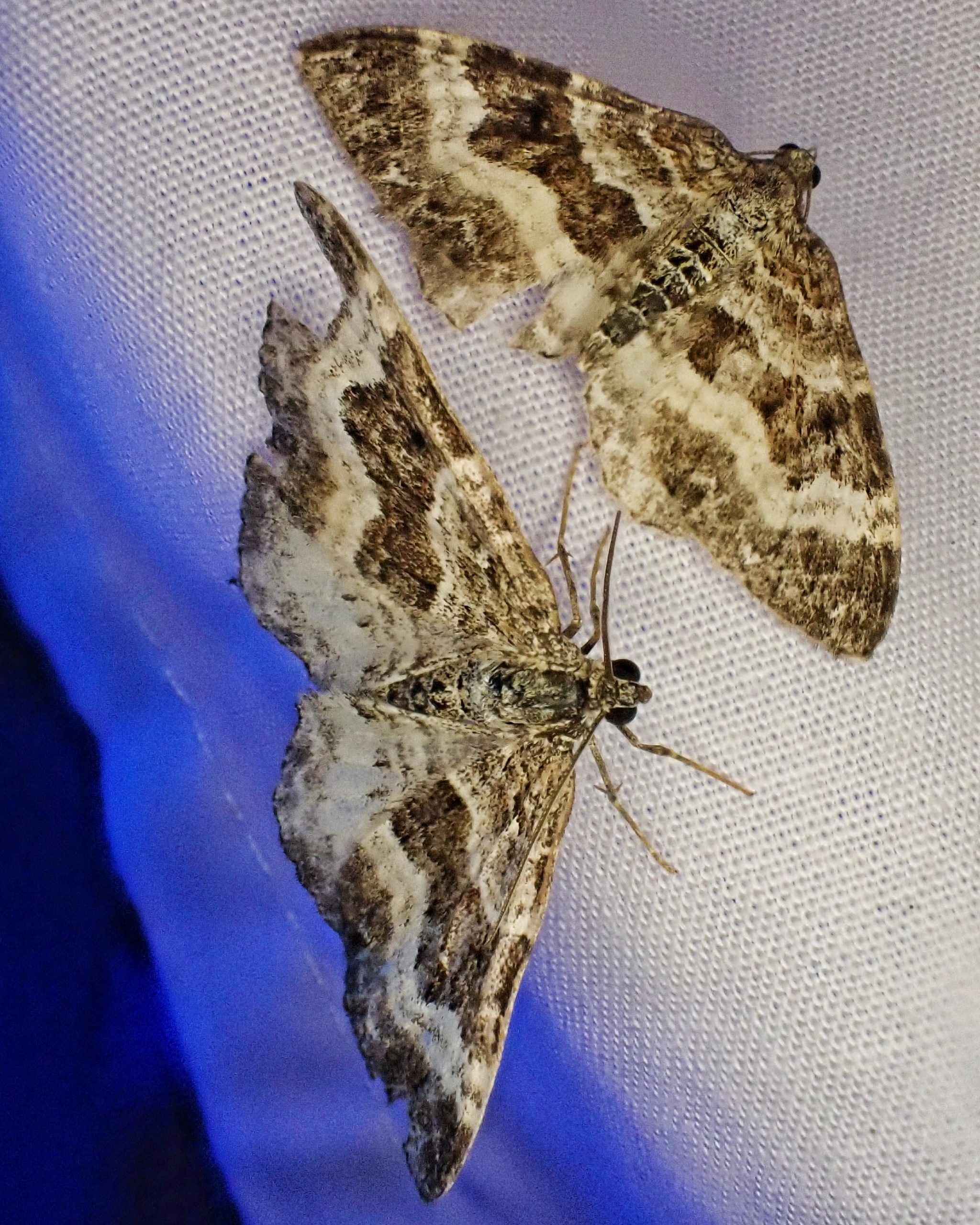 Epirrhoe alternata (Whitebanded Toothed Carpet Moth) 10,000 Things of the Pacific Northwest