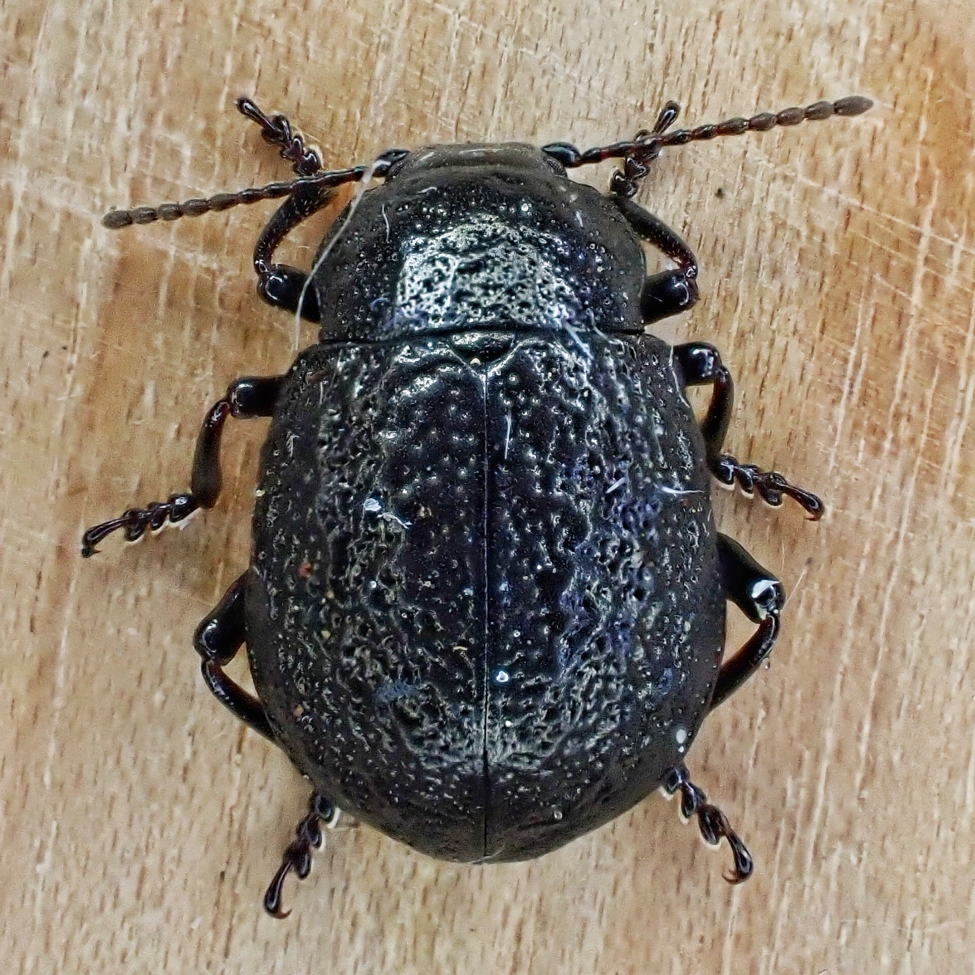 Timarcha intricata 10,000 Things of the Pacific Northwest