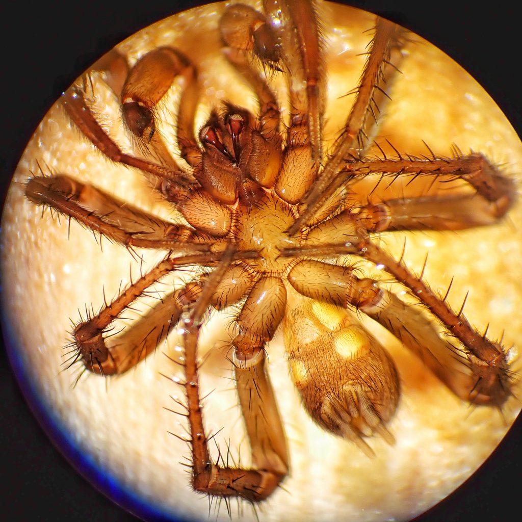 A new spider species from Mexico uses soil particles for camouflage
