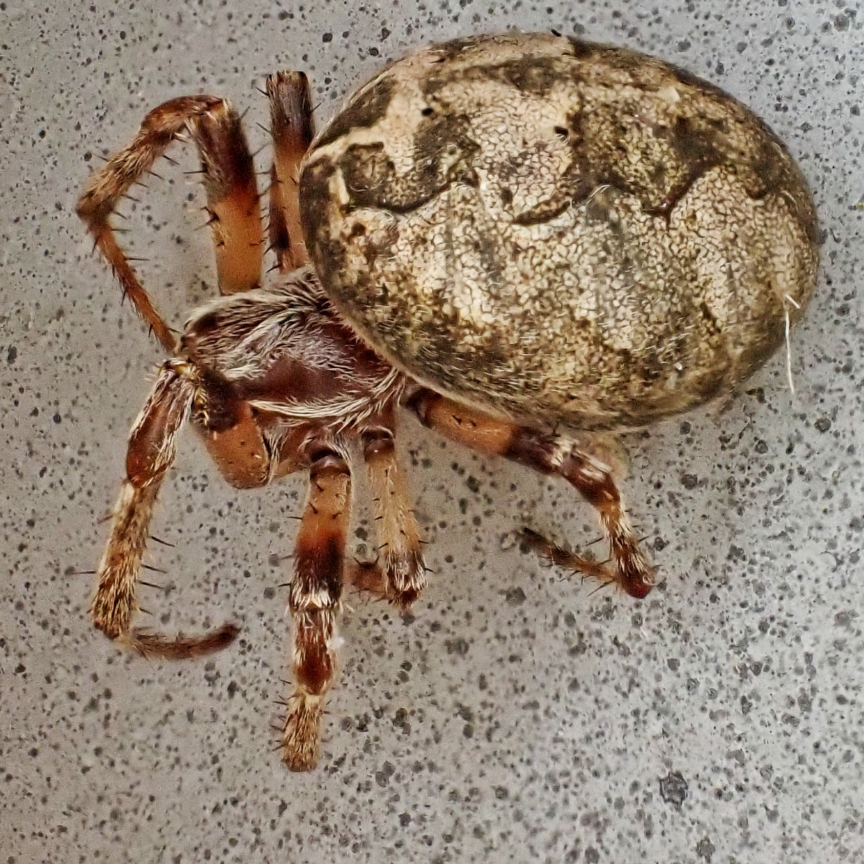 Larinioides sclopetarius (Grey Cross Spider) – 10,000 Things of